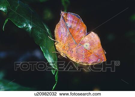 Leafwing butterfly View Large Photo Image Stock Image - Leafwing butterfly. Fotosearch