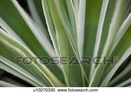 Leaves View Large Photo Image Stock Image - Leaves. Fotosearch
