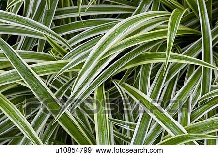 Stock Photo - Leaves. Fotosearch