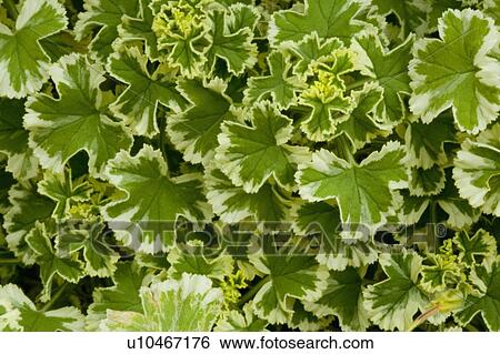Leaves View Large Photo Image Stock Photograph - Leaves. Fotosearch