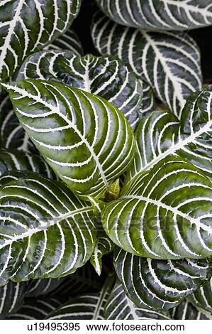 Stock Photography - Leaves. Fotosearch