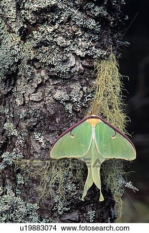 Luna Moth View Large Photo Image Picture - Luna Moth. Fotosearch
