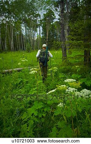 Stock Image - Man hiking through a forest. Fotosearch