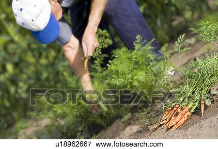 Stock Photo - Man pulling carrots out of his garden. Fotosearch