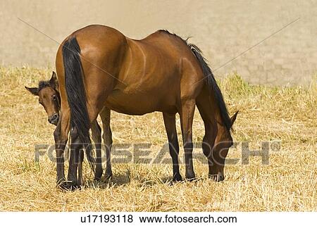 Stock Photo - Mare and foal feeding. Fotosearch