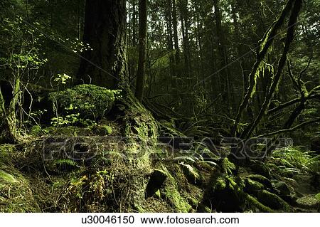 Stock Image - Moss in rain forest. Fotosearch