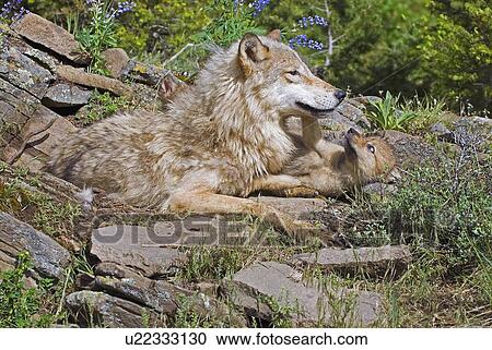 Mother wolf with cubs View Large Photo Image Stock Image - Mother wolf with cubs. Fotosearch