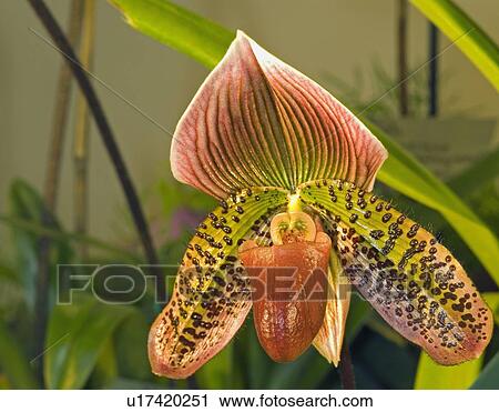 Orchid paphiopedilum View Large Photo Image Stock Image - Orchid paphiopedilum. Fotosearch