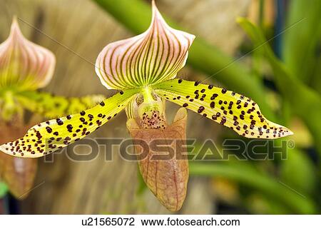Orchid paphiopedilum View Large Photo Image Stock Image - Orchid paphiopedilum. Fotosearch