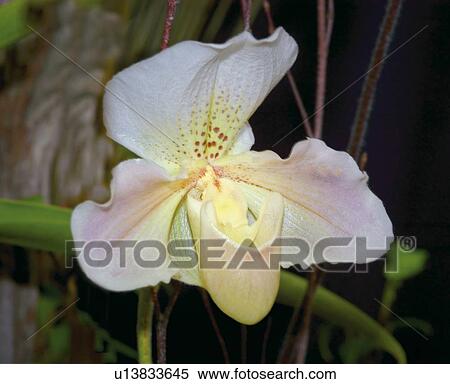 Orchid paphiopedilum View Large Photo Image Stock Photography - Orchid paphiopedilum. Fotosearch
