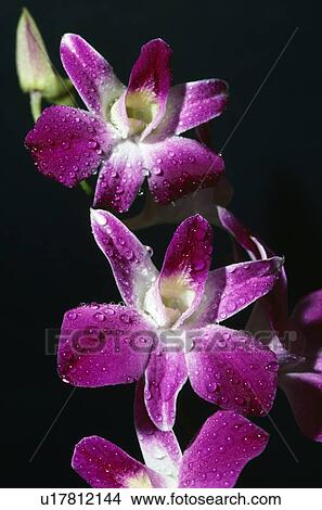 Orchids in Bloom View Large Photo Image Picture - Orchids in Bloom. Fotosearch