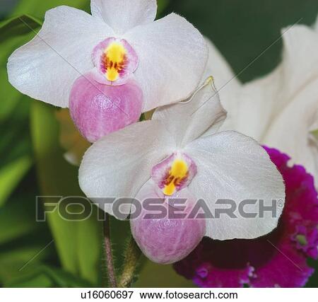 Orchids View Large Photo Image Stock Photo - Orchids. Fotosearch