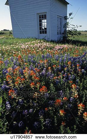 Outbuilding in field of blooming flowers View Large Photo Image Stock Photo - Outbuilding in field of blooming flowers. Fotosearch