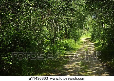 Stock Image - Pathway through brush. Fotosearch
