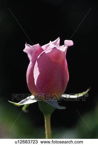 Stock Image - Pink rose bud. Fotosearch