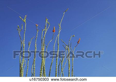 Plant stalks View Large Photo Image Stock Image - Plant stalks. Fotosearch