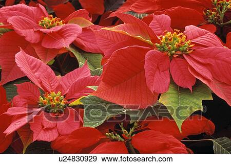 Poinsettias View Large Photo Image Stock Photo - Poinsettias. Fotosearch