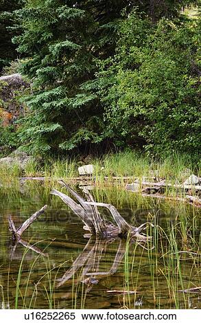 Stock Photography - Pond and trees. Fotosearch