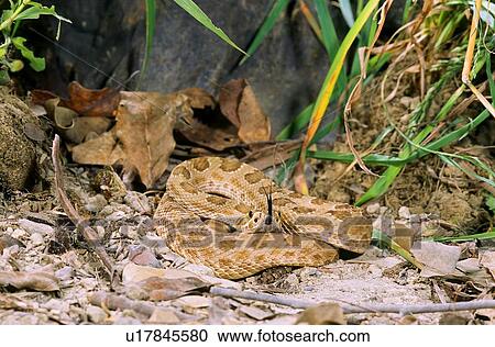Stock Image - Prairie rattlesnake testing surroundings. Fotosearch