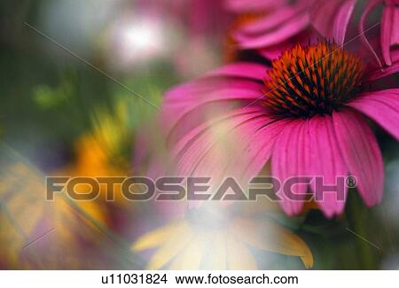 Picture - Purple cone flower with soft focus. Fotosearch