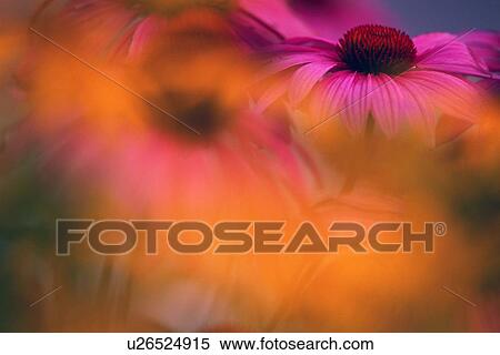 Stock Photography - Purple cone flower with soft focus. Fotosearch