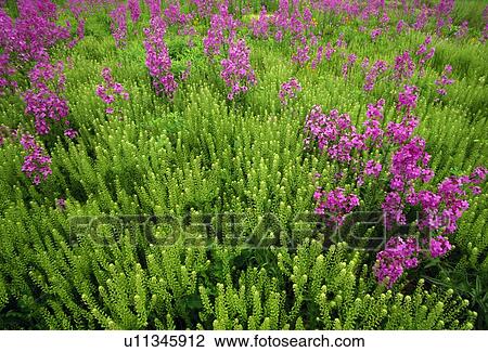 Stock Image - Purple wildflower patch. Fotosearch