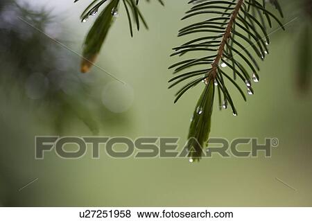 Raindrops at the tips of pine needles View Large Photo Image Stock Photo - Raindrops at the tips of pine needles. Fotosearch