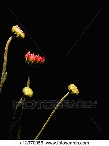 Red bud and stems View Large Photo Image Stock Photograph - Red bud and stems. Fotosearch
