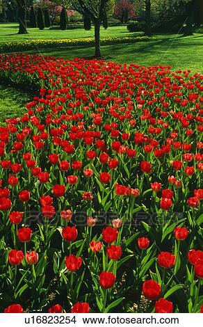Red tulip garden View Large Photo Image Picture - Red tulip garden. Fotosearch
