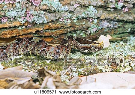 Stock Image - Rhinoceros viper. Fotosearch