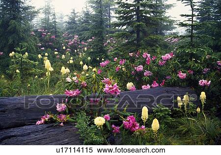 Stock Photography - Rhododendron flowers in bloom. Fotosearch