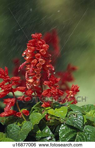Salvia Plant View Large Photo Image Stock Photograph - Salvia Plant. Fotosearch