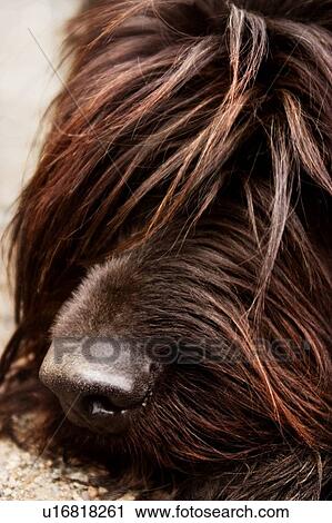 Stock Image - Shaggy dogs nose. Fotosearch