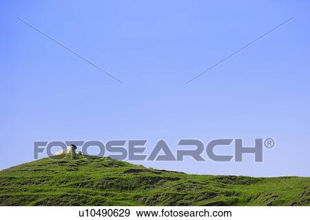 Stock Photo - Sheep resting on grassy hill. Fotosearch