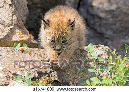 Siberian lynx kit View Large Photo Image Stock Photo - Siberian lynx kit. Fotosearch