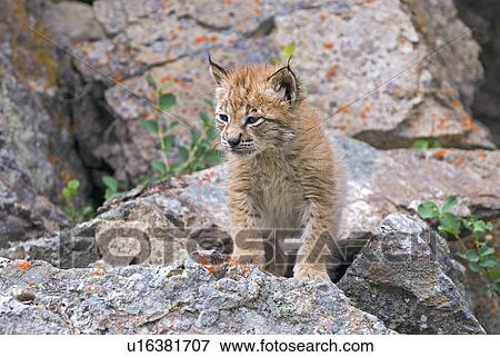 Stock Photo - Siberian lynx kit. Fotosearch