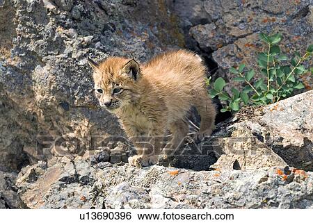 Siberian lynx kit View Large Photo Image Stock Photograph - Siberian lynx kit. Fotosearch