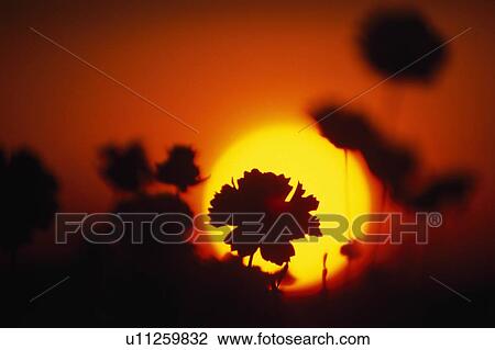 Silhouette of flowers at sunrise View Large Photo Image Stock Image - Silhouette of flowers at sunrise. Fotosearch