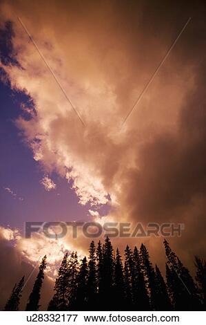 Stock Photo - Silhouette of forest. Fotosearch