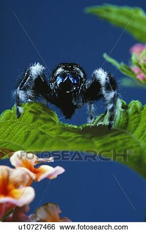 Stock Photograph - Spider on Lantana. Fotosearch