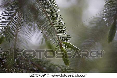 Spruce tree needles View Large Photo Image Stock Photo - Spruce tree needles. Fotosearch