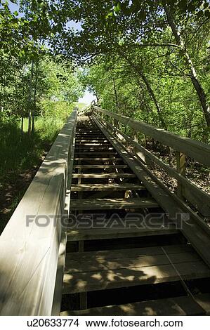Picture - Stairway through trees. Fotosearch