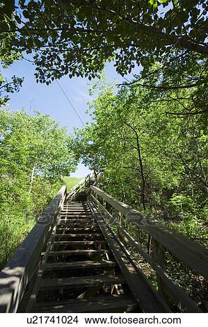 Stairway through trees View Large Photo Image Picture - Stairway through trees. Fotosearch