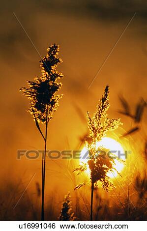 Sunrise and wheat stalks View Large Photo Image Stock Photograph - Sunrise and wheat stalks. Fotosearch