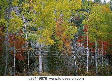 Stock Photograph - Trees in autumn. Fotosearch