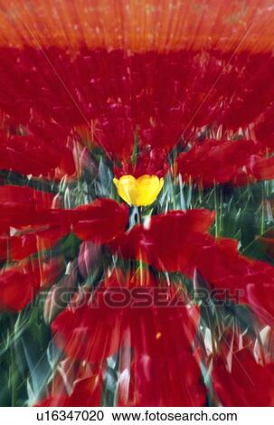 Stock Image - Tulip field zoom effect. Fotosearch