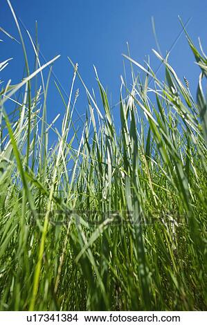 Picture - Wheat grass. Fotosearch
