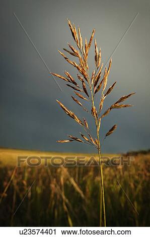 Wheat stalk View Large Photo Image Stock Image - Wheat stalk. Fotosearch