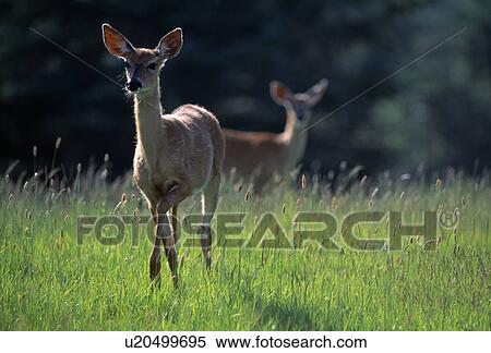 Stock Photography - White-tail Deer. Fotosearch