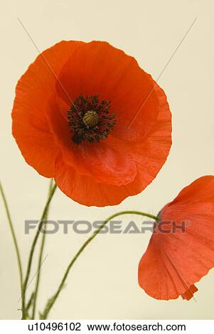 Wild red poppies View Large Photo Image Stock Image - Wild red poppies. Fotosearch